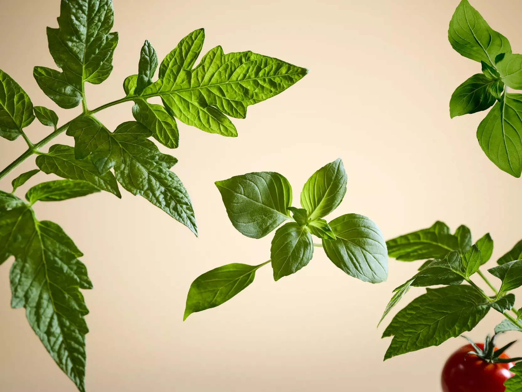 White Basil Scented Candle | Rituals Flash Sale