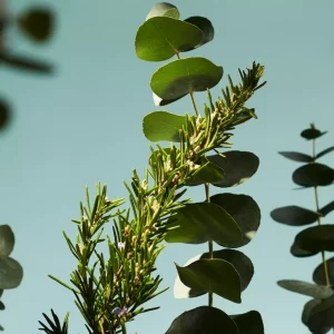 Fragrance Sticks Duo | Rituals Sale