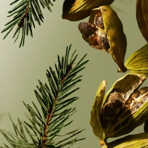 Maharaja d’Or | Rituals Fashion